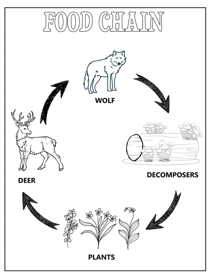 Animal Ecosystems Science Project Pack
