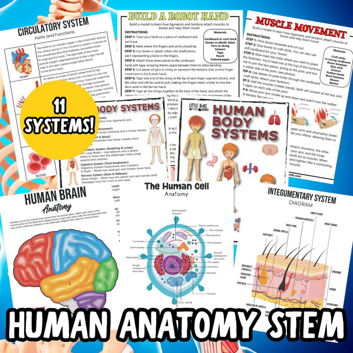 Human Anatomy Activities and Printable Pack for Kids