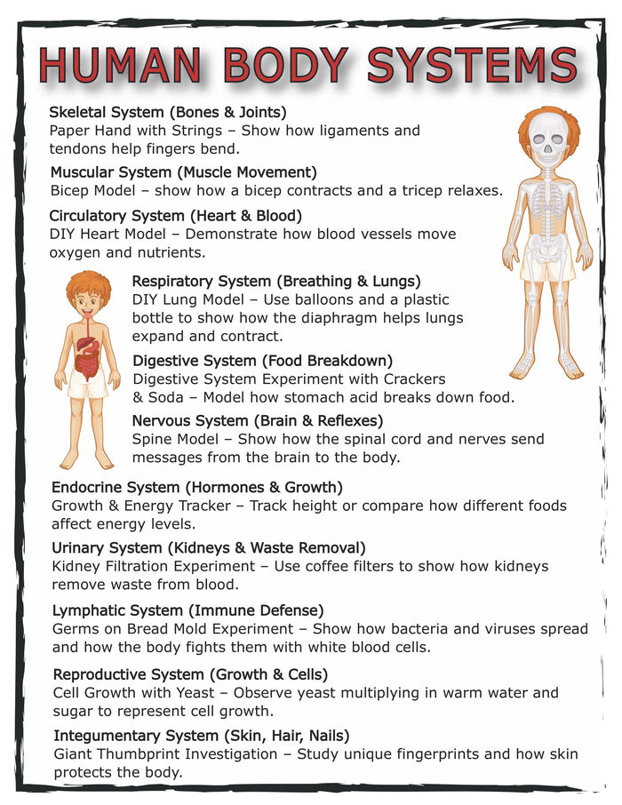 Human Anatomy Activities and Printable Pack for Kids