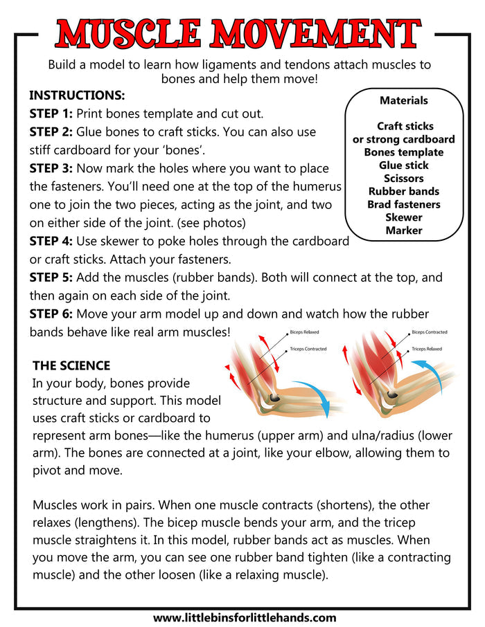 Human Anatomy Activities and Printable Pack for Kids