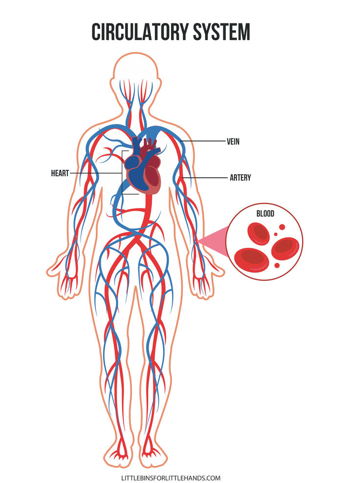 Human Anatomy Activities and Printable Pack for Kids