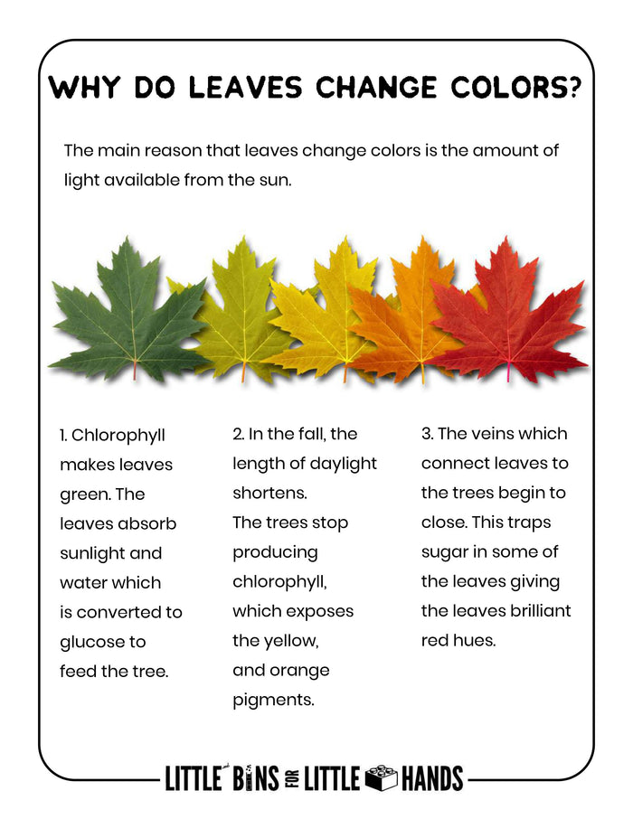 Plants, Leaves, and Seeds Project Pack