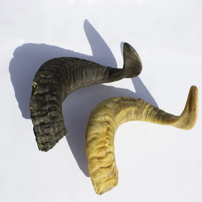 Pure & Natural Lamb Horn - Single