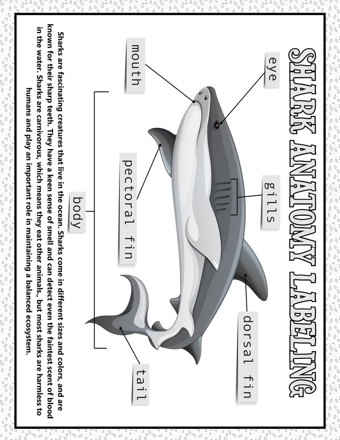 Shark Week Activities Pack | Printable Science, STEM & Ocean Unit