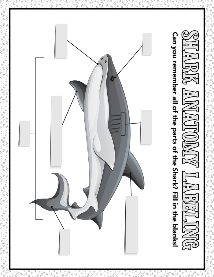 Shark Week Activities Pack | Printable Science, STEM & Ocean Unit