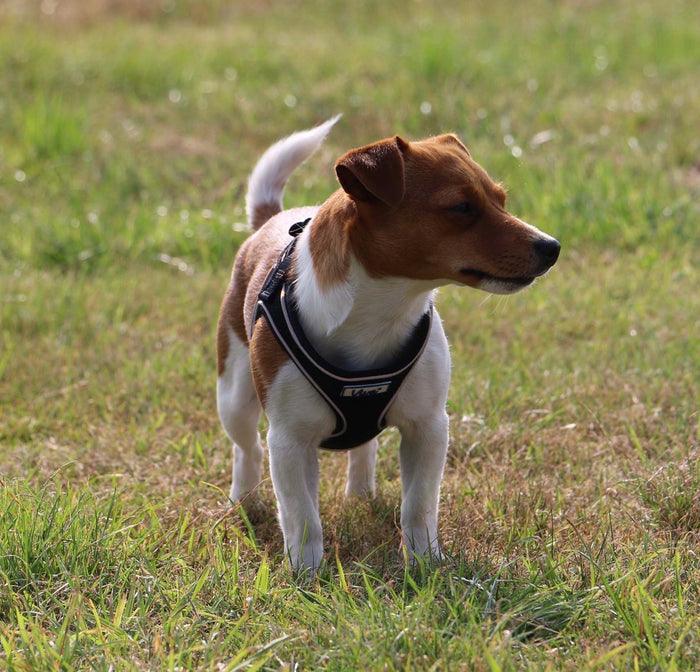 VIVA Comfort Step in Harness